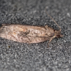 Tortricinae (subfamily) at Melba, ACT - 20 Feb 2021