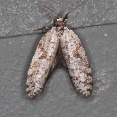 Conoeca guildingi (A case moth) at Melba, ACT - 20 Feb 2021 by Bron