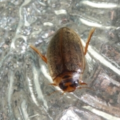 Rhantus suturalis (A predaceous diving beetle) at Kambah, ACT - 10 Mar 2021 by HarveyPerkins