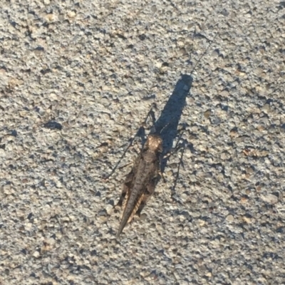 Pycnostictus seriatus (Common Bandwing) at O'Connor, ACT - 5 Mar 2021 by JaceWT