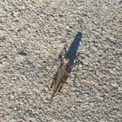 Pycnostictus seriatus (Common Bandwing) at O'Connor, ACT - 4 Mar 2021 by JaceWT