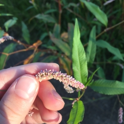 Persicaria lapathifolia (Pale Knotweed) at Lyneham Wetland - 4 Mar 2021 by JaceWT