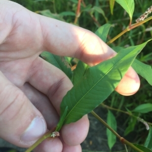 Persicaria lapathifolia at Lyneham, ACT - 5 Mar 2021 08:31 AM