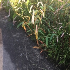 Persicaria lapathifolia at Lyneham, ACT - 5 Mar 2021