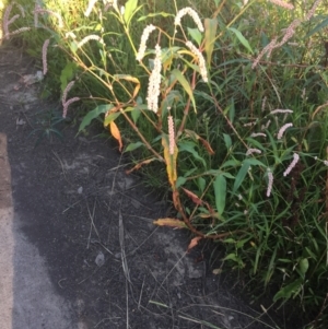 Persicaria lapathifolia at Lyneham, ACT - 5 Mar 2021 08:31 AM