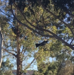 Rhipidura leucophrys (Willie Wagtail) at Sullivans Creek, Lyneham South - 4 Mar 2021 by JaceWT