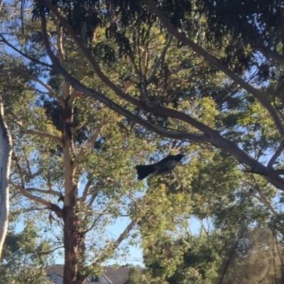 Rhipidura leucophrys (Willie Wagtail) at Lyneham Wetland - 4 Mar 2021 by JaceWT