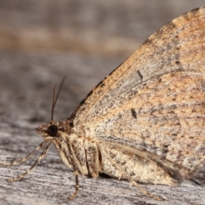 Epyaxa (genus) at Melba, ACT - 7 Mar 2021 12:27 AM