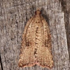 Meritastis (genus) (A Bell moth (Tortricinae)) at Melba, ACT - 6 Mar 2021 by kasiaaus