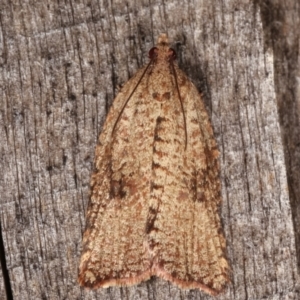 Meritastis (genus) at Melba, ACT - 7 Mar 2021