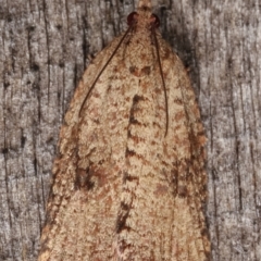 Meritastis (genus) at Melba, ACT - 7 Mar 2021 12:30 AM