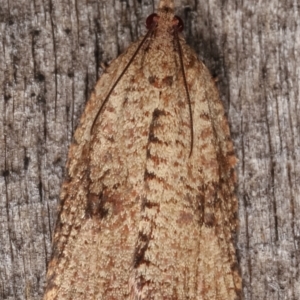 Meritastis (genus) at Melba, ACT - 7 Mar 2021