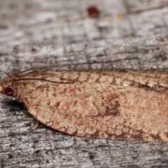 Meritastis (genus) at Melba, ACT - 7 Mar 2021