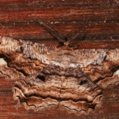 Scioglyptis lyciaria (White-patch Bark Moth) at Melba, ACT - 6 Mar 2021 by kasiaaus