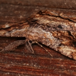 Scioglyptis lyciaria at Melba, ACT - 7 Mar 2021 12:34 AM