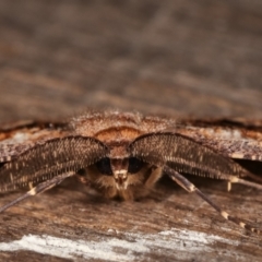 Scioglyptis lyciaria at Melba, ACT - 7 Mar 2021