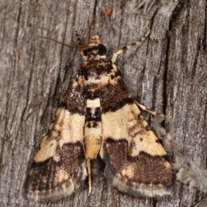 Nacoleia mesochlora at Melba, ACT - 7 Mar 2021