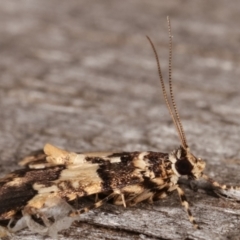 Nacoleia mesochlora at Melba, ACT - 7 Mar 2021