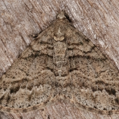 Lipogya eutheta (Grey Bark Moth) at Melba, ACT - 7 Mar 2021 by kasiaaus