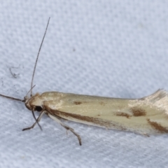 Corynotricha antipodella (a Concealer Moth) at Melba, ACT - 6 Mar 2021 by kasiaaus