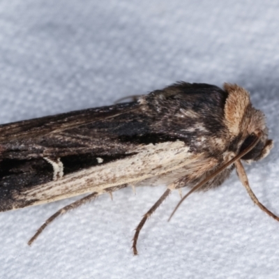 Proteuxoa tortisigna (Streaked Rictonis Moth) at Melba, ACT - 7 Mar 2021 by kasiaaus