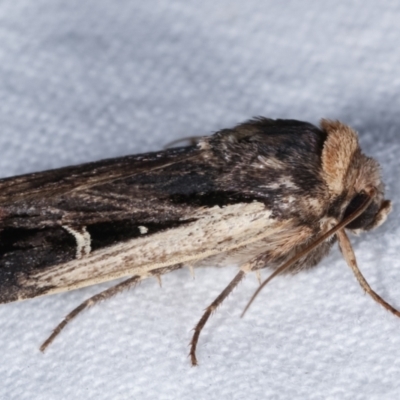 Proteuxoa tortisigna (Streaked Rictonis Moth) at Melba, ACT - 6 Mar 2021 by kasiaaus