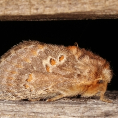 Pseudanapaea (genus) (A cup moth) at Melba, ACT - 7 Mar 2021 by kasiaaus