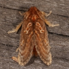 Pseudanapaea (genus) at Melba, ACT - 7 Mar 2021 08:49 PM