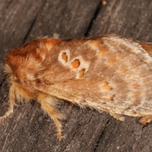 Pseudanapaea (genus) at Melba, ACT - 7 Mar 2021 08:49 PM