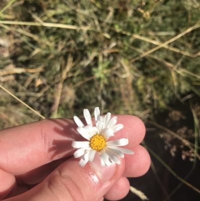 Brachyscome aculeata (Hill Daisy) at Kosciuszko National Park - 6 Mar 2021 by Tapirlord