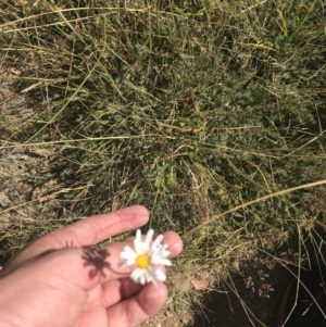 Brachyscome aculeata at Bimberi, NSW - 6 Mar 2021