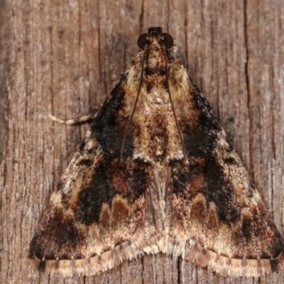 Orthaga thyrisalis (Teatree Web Moth) at Melba, ACT - 7 Mar 2021 by kasiaaus