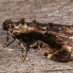 Orthaga thyrisalis at Melba, ACT - 7 Mar 2021 08:35 PM