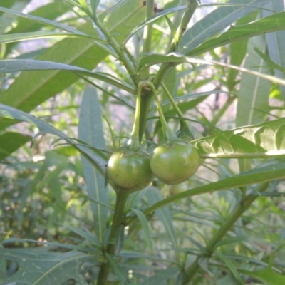 Solanum linearifolium (Kangaroo Apple) at Paddys River, ACT - 11 Feb 2021 by MichaelBedingfield