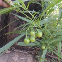 Solanum linearifolium at Paddys River, ACT - 11 Feb 2021 08:01 PM