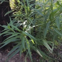 Solanum linearifolium at Paddys River, ACT - 11 Feb 2021 08:01 PM