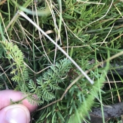 Oreomyrrhis ciliata (Bog Carraway) at Kosciuszko National Park - 6 Mar 2021 by Tapirlord