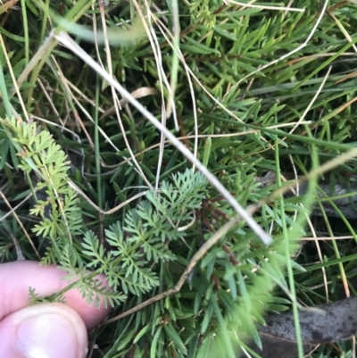 Oreomyrrhis ciliata (Bog Carraway) at Bimberi, NSW - 6 Mar 2021 by Tapirlord