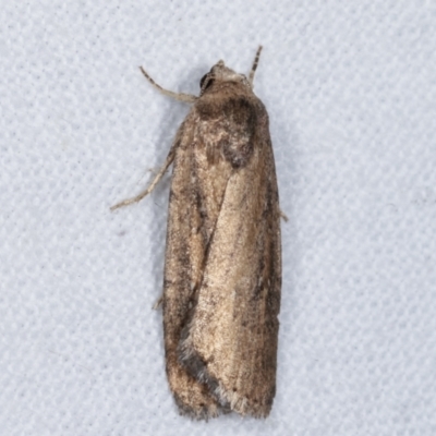 Athetis tenuis (Plain Tenuis Moth) at Melba, ACT - 7 Mar 2021 by kasiaaus