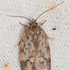 Garrha phoenopis at Melba, ACT - 7 Mar 2021