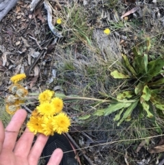 Podolepis robusta (Alpine Podolepis) at Kosciuszko National Park - 6 Mar 2021 by Tapirlord