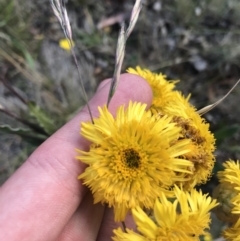 Podolepis robusta at Bimberi, NSW - 6 Mar 2021