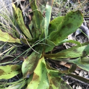 Podolepis robusta at Bimberi, NSW - 6 Mar 2021