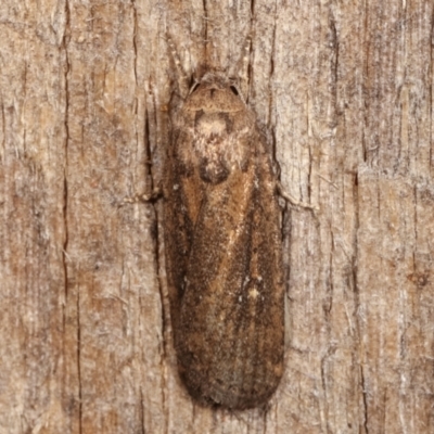 Athetis tenuis (Plain Tenuis Moth) at Melba, ACT - 7 Mar 2021 by kasiaaus