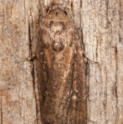 Athetis tenuis at Melba, ACT - 7 Mar 2021 08:40 PM