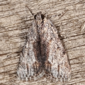 Spectrotrota fimbrialis at Melba, ACT - 7 Mar 2021 08:43 PM