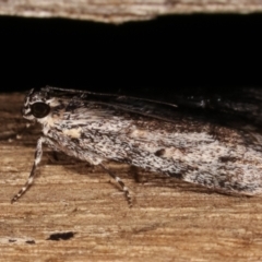 Spectrotrota fimbrialis at Melba, ACT - 7 Mar 2021 08:43 PM