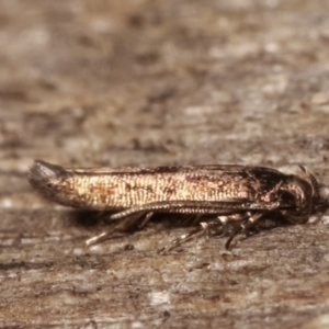 Blastobasis (genus) at Melba, ACT - 7 Mar 2021