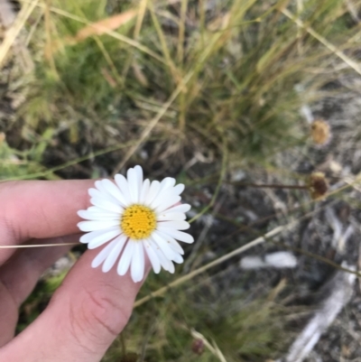 Brachyscome aculeata (Hill Daisy) at Bimberi, NSW - 6 Mar 2021 by Tapirlord