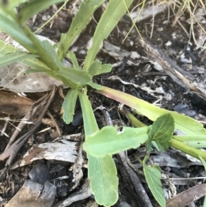 Brachyscome aculeata at Bimberi, NSW - 6 Mar 2021